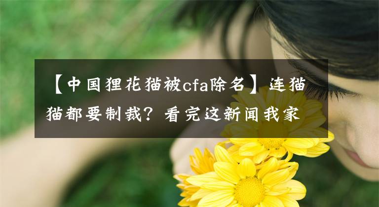 【中國貍花貓被cfa除名】連貓貓都要制裁？看完這新聞我家貓都坐不住了