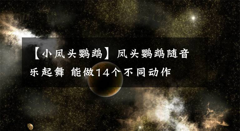 【小鳳頭鸚鵡】鳳頭鸚鵡隨音樂(lè)起舞 能做14個(gè)不同動(dòng)作