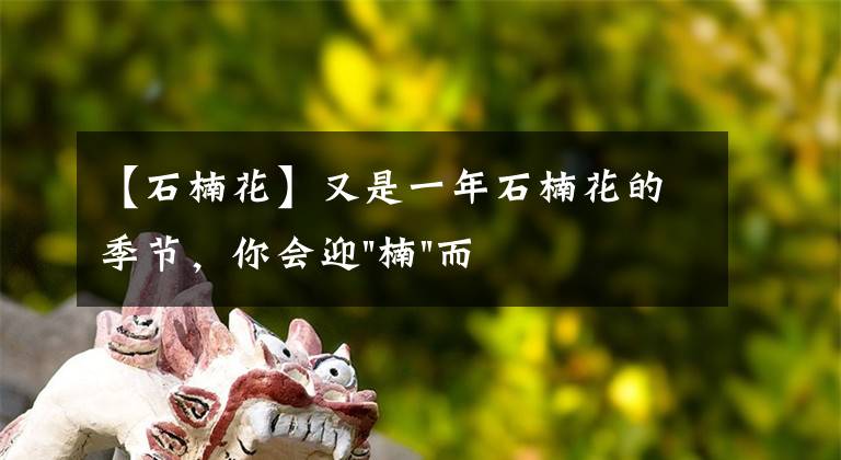 【石楠花】又是一年石楠花的季節(jié)，你會迎"楠"而上嗎？