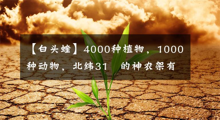 【白頭蝰】4000種植物，1000種動(dòng)物，北緯31o的神農(nóng)架有多神？