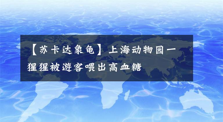 【蘇卡達象龜】上海動物園一猩猩被游客喂出高血糖