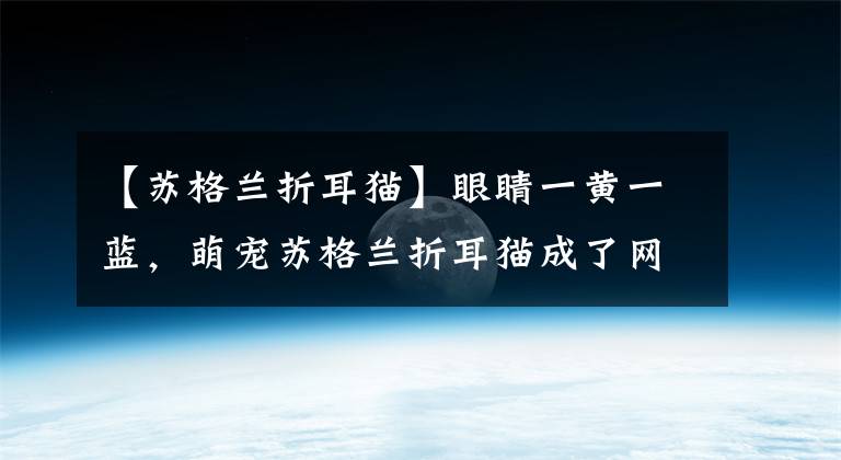 【蘇格蘭折耳貓】眼睛一黃一藍(lán)，萌寵蘇格蘭折耳貓成了網(wǎng)紅，原來是個沒人要的棄兒