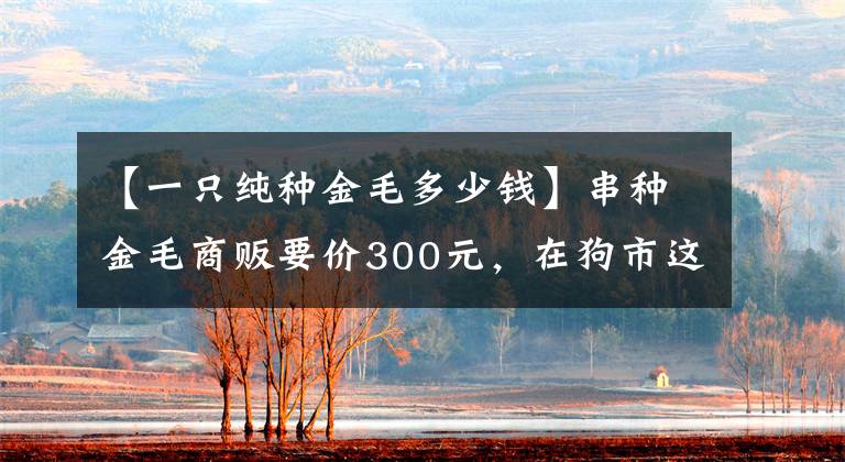 【一只純種金毛多少錢】串種金毛商販要價300元，在狗市這個價格虛高了一些！