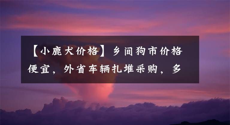 【小鹿犬價格】鄉(xiāng)間狗市價格便宜，外省車輛扎堆采購，多只稀罕物無人敢要