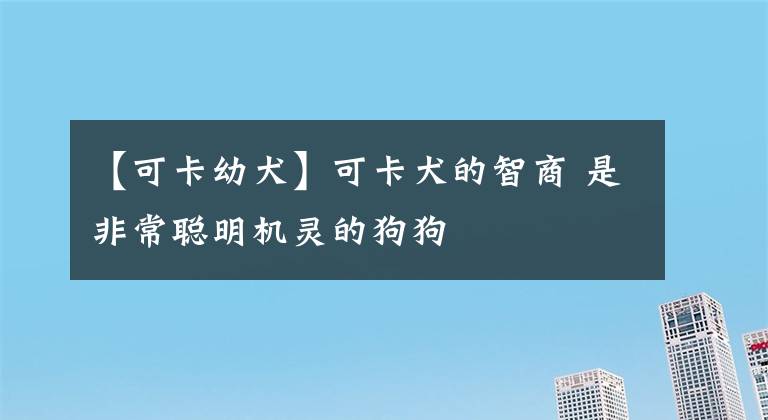 【可卡幼犬】可卡犬的智商 是非常聰明機(jī)靈的狗狗