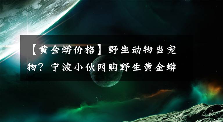 【黃金蟒價格】野生動物當(dāng)寵物？寧波小伙網(wǎng)購野生黃金蟒被判刑