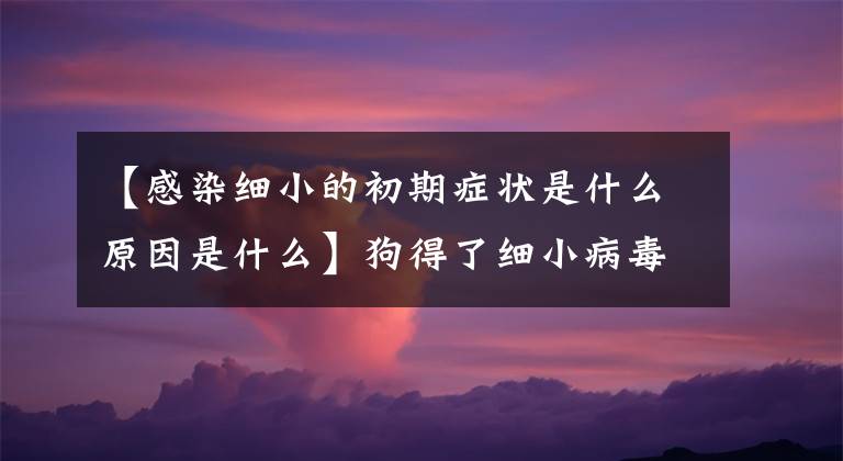 【感染細(xì)小的初期癥狀是什么原因是什么】狗得了細(xì)小病毒會(huì)出現(xiàn)什么癥狀？