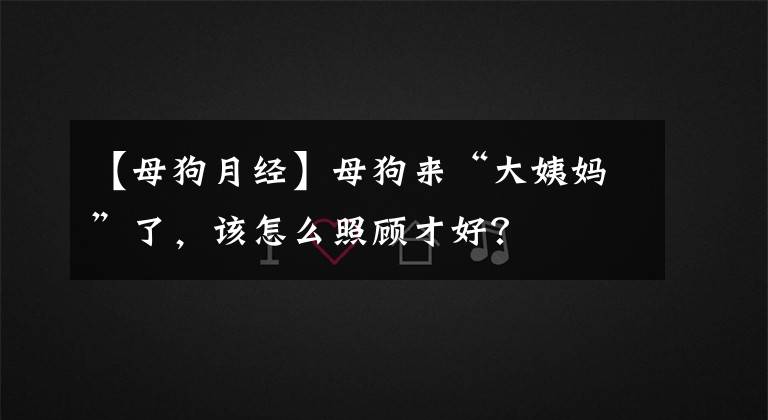 【母狗月經(jīng)】母狗來“大姨媽”了，該怎么照顧才好？