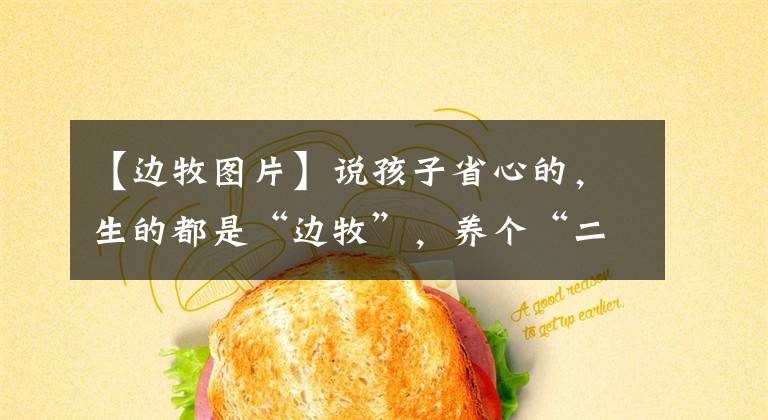 【邊牧圖片】說孩子省心的，生的都是“邊牧”，養(yǎng)個(gè)“二哈”就懂了