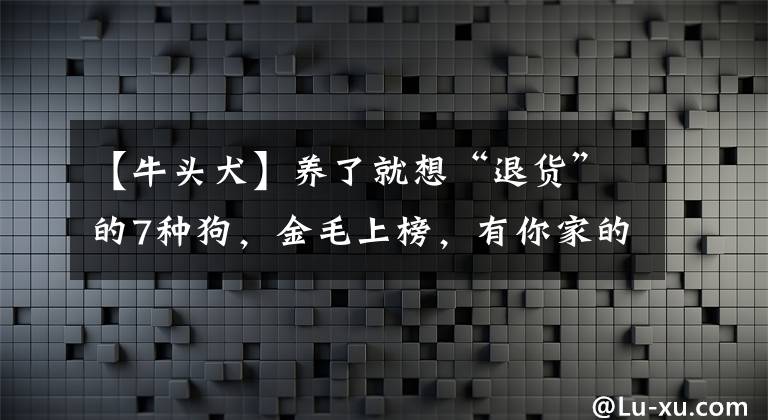 【牛頭犬】養(yǎng)了就想“退貨”的7種狗，金毛上榜，有你家的嗎？