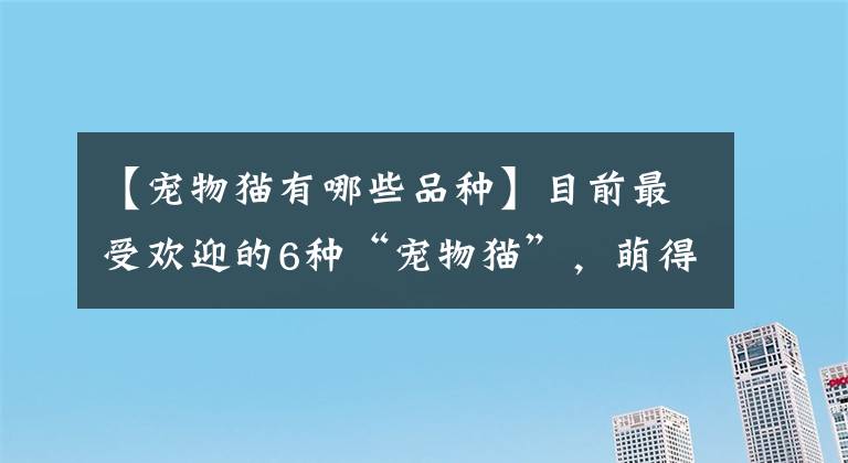 【寵物貓有哪些品種】目前最受歡迎的6種“寵物貓”，萌得不像話