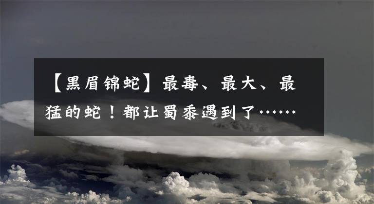 【黑眉錦蛇】最毒、最大、最猛的蛇！都讓蜀黍遇到了……