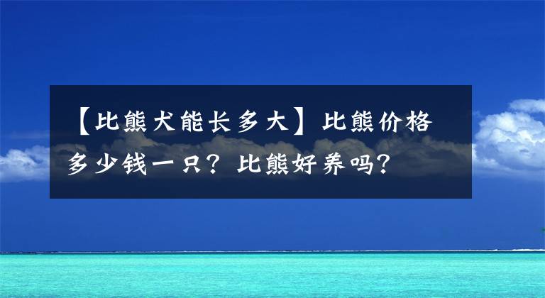 【比熊犬能長多大】比熊價(jià)格多少錢一只？比熊好養(yǎng)嗎？