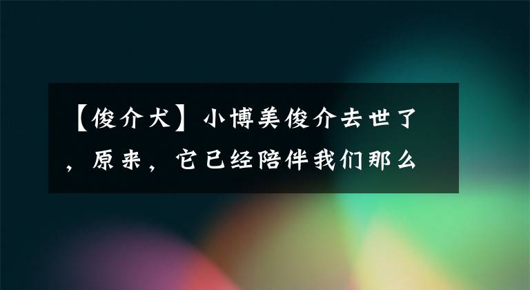 【俊介犬】小博美俊介去世了，原來，它已經(jīng)陪伴我們那么多年……