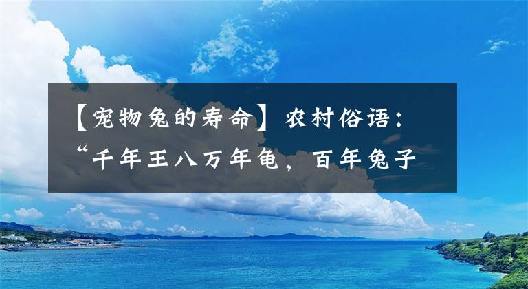 【寵物兔的壽命】農(nóng)村俗語：“千年王八萬年龜，百年兔子沒人追”，為什么這么說？