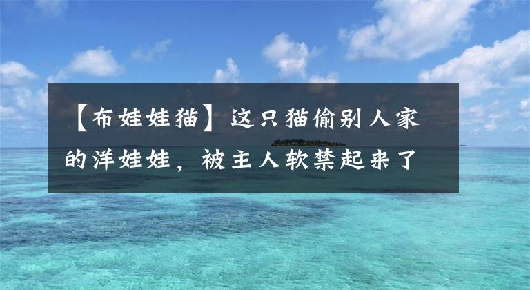 【布娃娃貓】這只貓偷別人家的洋娃娃，被主人軟禁起來(lái)了