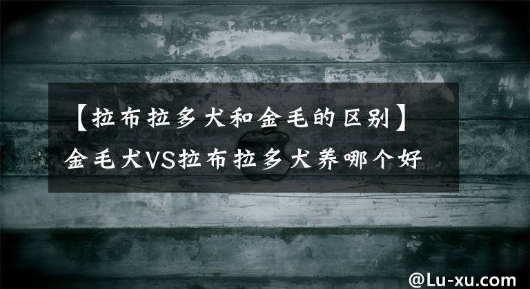 【拉布拉多犬和金毛的區(qū)別】金毛犬VS拉布拉多犬養(yǎng)哪個好呢？說實(shí)話，“金毛犬”更值得飼養(yǎng)！