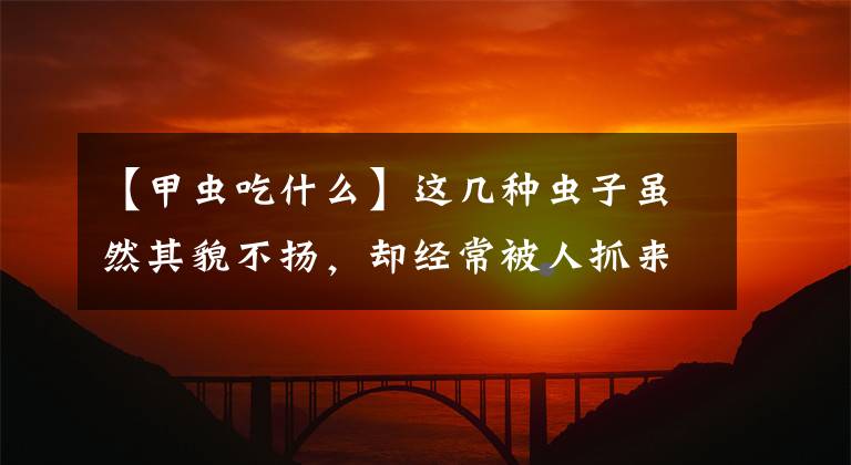 【甲蟲吃什么】這幾種蟲子雖然其貌不揚，卻經(jīng)常被人抓來做成美食，吃過的舉手