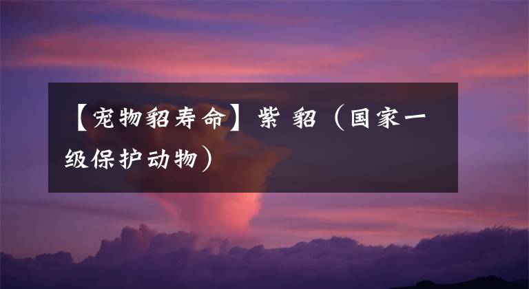 【寵物貂壽命】紫 貂（國(guó)家一級(jí)保護(hù)動(dòng)物）