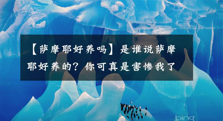 【薩摩耶好養(yǎng)嗎】是誰說薩摩耶好養(yǎng)的？你可真是害慘我了