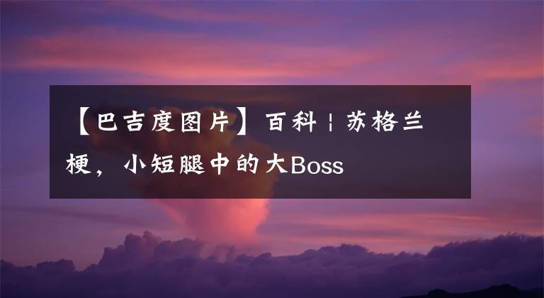 【巴吉度圖片】百科 | 蘇格蘭梗，小短腿中的大Boss