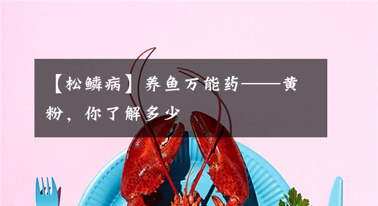 【松鱗病】養(yǎng)魚萬(wàn)能藥——黃粉，你了解多少