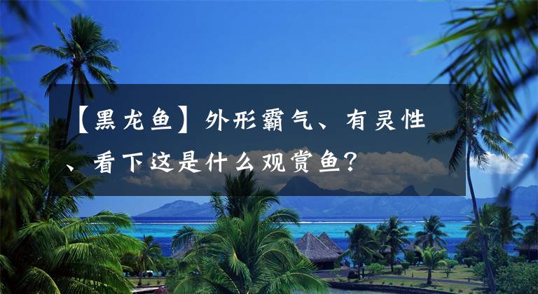 【黑龍魚】外形霸氣、有靈性、看下這是什么觀賞魚？