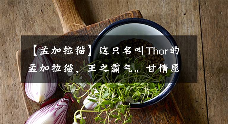 【孟加拉貓】這只名叫Thor的孟加拉貓，王之霸氣。甘情愿想為它鏟屎