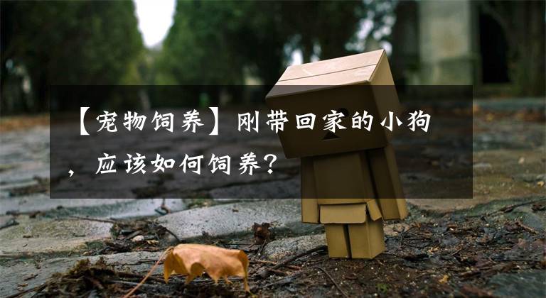 【寵物飼養(yǎng)】剛帶回家的小狗，應(yīng)該如何飼養(yǎng)？