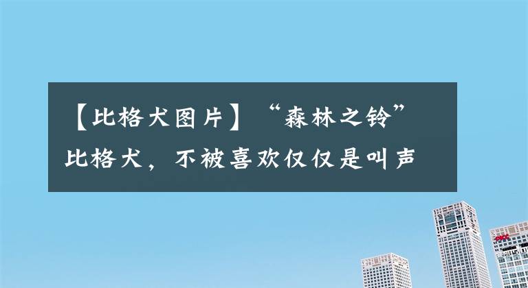 【比格犬圖片】“森林之鈴”比格犬，不被喜歡僅僅是叫聲大嗎？