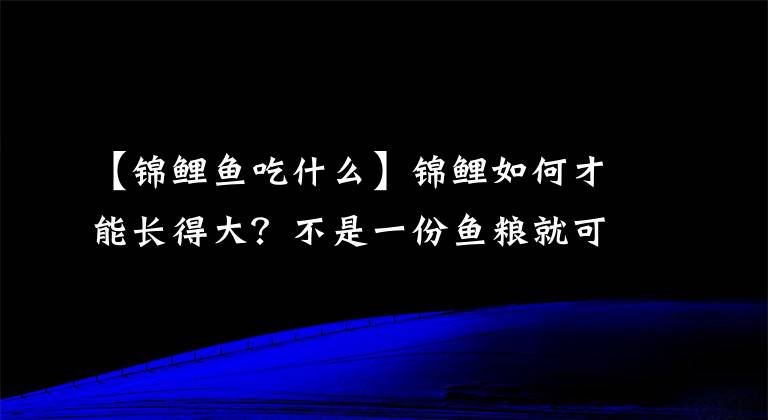 【錦鯉魚吃什么】錦鯉如何才能長得大？不是一份魚糧就可以解決的