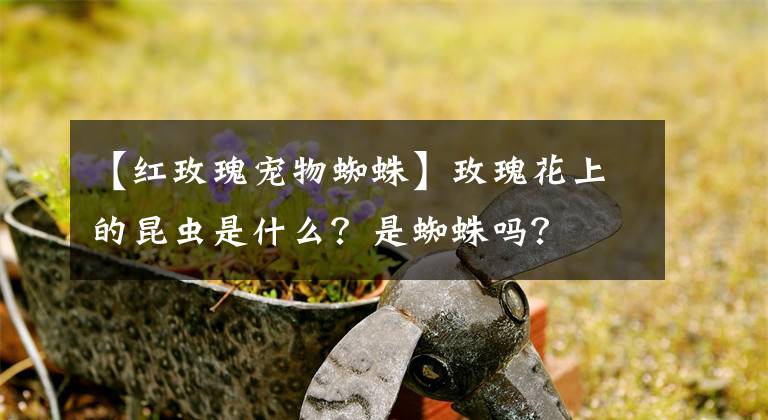 【紅玫瑰寵物蜘蛛】玫瑰花上的昆蟲是什么？是蜘蛛嗎？