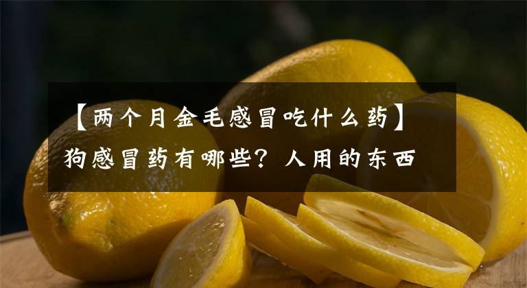 【兩個月金毛感冒吃什么藥】狗感冒藥有哪些？人用的東西能吃嗎？