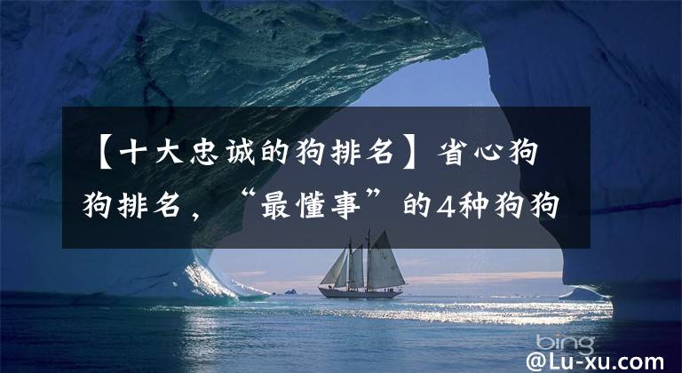 【十大忠誠的狗排名】省心狗狗排名，“最懂事”的4種狗狗和“最調皮”的4種狗狗