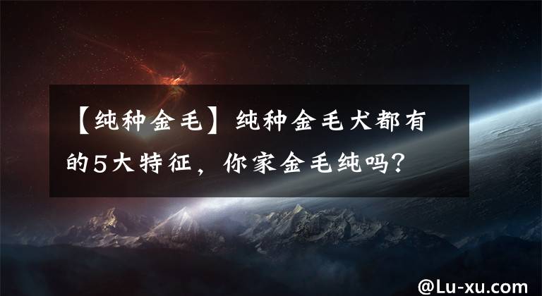 【純種金毛】純種金毛犬都有的5大特征，你家金毛純嗎？