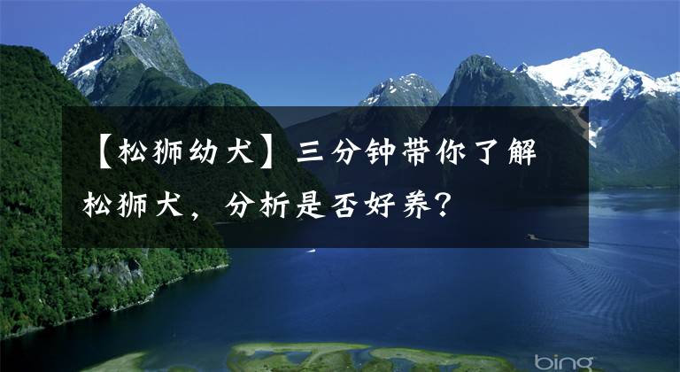 【松獅幼犬】三分鐘帶你了解松獅犬，分析是否好養(yǎng)？