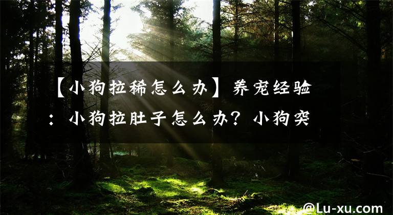 【小狗拉稀怎么辦】養(yǎng)寵經(jīng)驗(yàn)：小狗拉肚子怎么辦？小狗突然拉肚了怎么回事