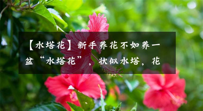 【水塔花】新手養(yǎng)花不如養(yǎng)一盆“水塔花”，狀似水塔，花繁葉茂，適合盆栽養(yǎng)