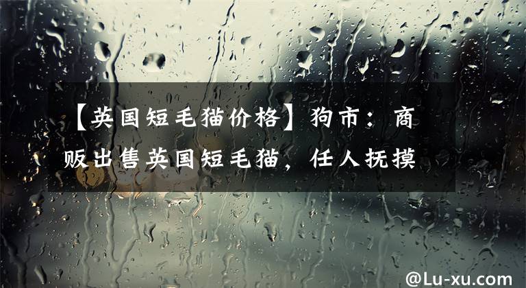 【英國短毛貓價格】狗市：商販出售英國短毛貓，任人撫摸，乖巧可愛，你喜歡嗎？