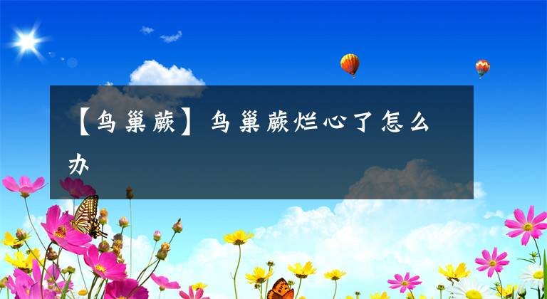 【鳥(niǎo)巢蕨】鳥(niǎo)巢蕨爛心了怎么辦