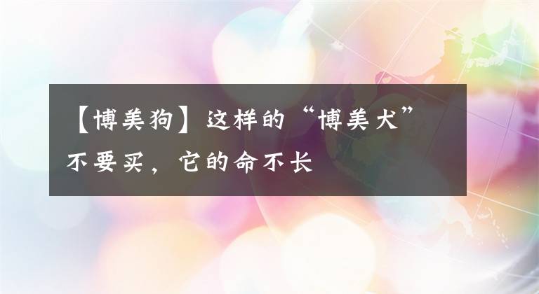 【博美狗】這樣的“博美犬”不要買(mǎi)，它的命不長(zhǎng)