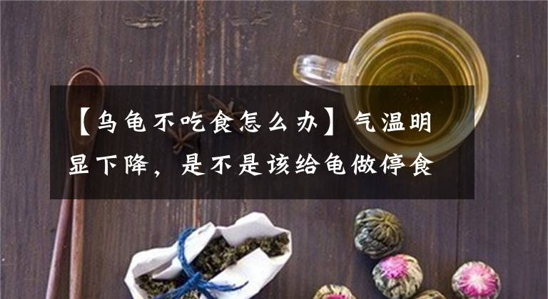 【烏龜不吃食怎么辦】氣溫明顯下降，是不是該給龜做停食處理了呢？