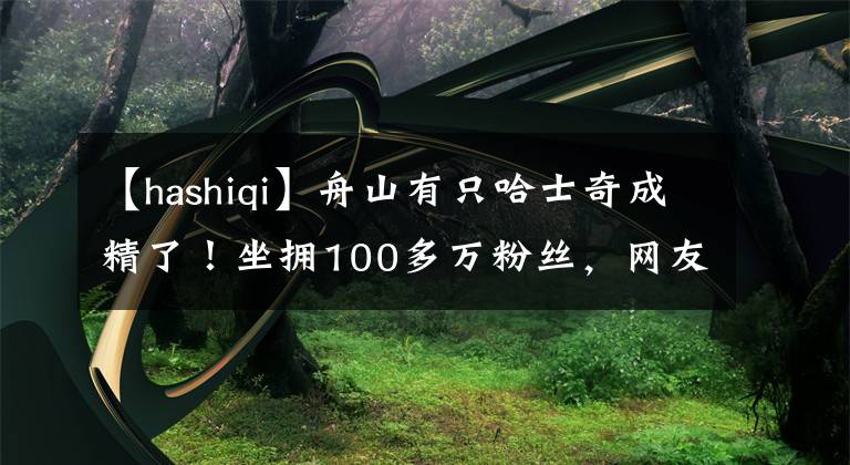 【hashiqi】舟山有只哈士奇成精了！坐擁100多萬粉絲，網(wǎng)友：“全網(wǎng)最聰明的二哈！”