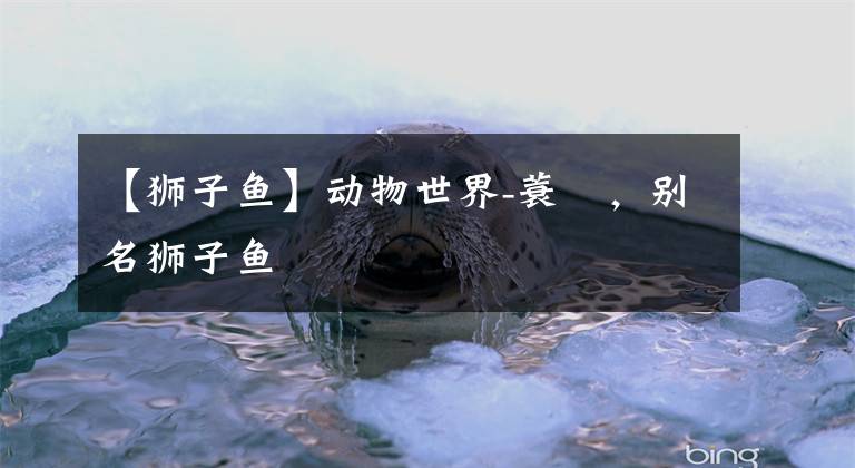 【獅子魚】動(dòng)物世界-蓑鲉，別名獅子魚