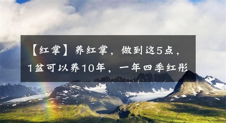 【紅掌】養(yǎng)紅掌，做到這5點，1盆可以養(yǎng)10年，一年四季紅彤彤花開不斷