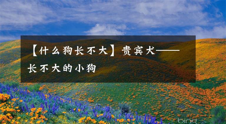 【什么狗長(zhǎng)不大】貴賓犬——長(zhǎng)不大的小狗