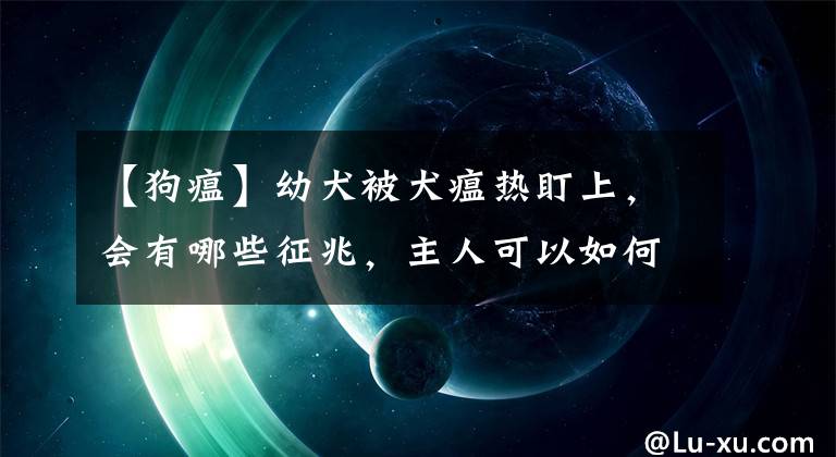 【狗瘟】幼犬被犬瘟熱盯上，會(huì)有哪些征兆，主人可以如何預(yù)防呢