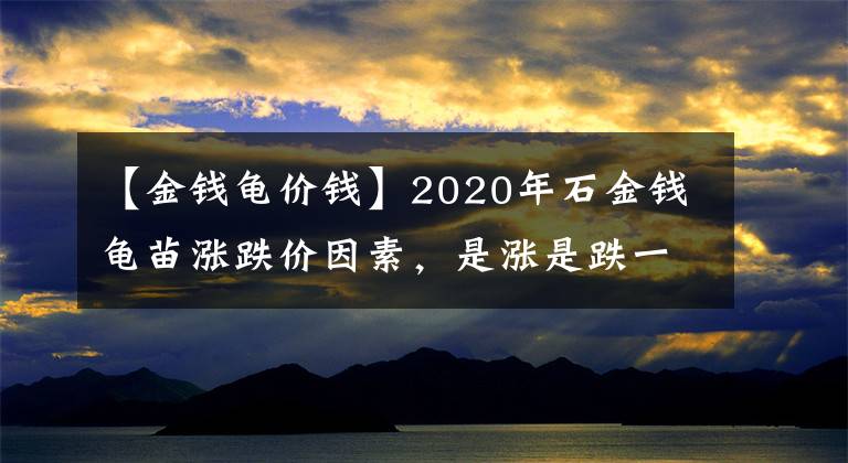 【金錢龜價(jià)錢】2020年石金錢龜苗漲跌價(jià)因素，是漲是跌一看便知道！