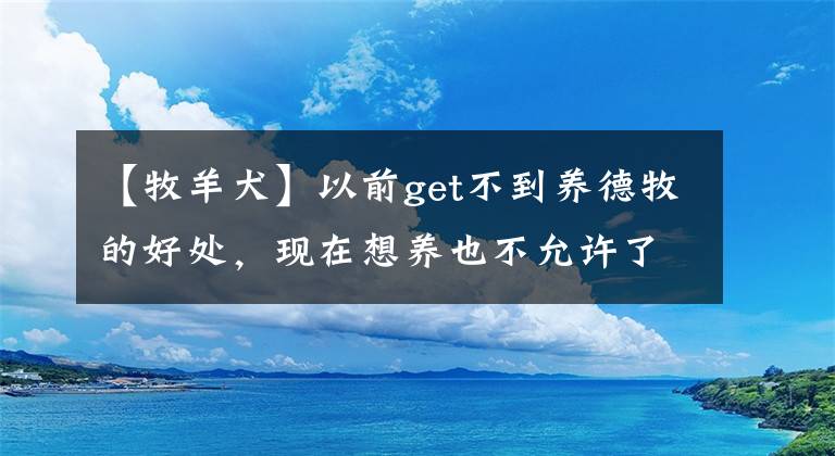 【牧羊犬】以前get不到養(yǎng)德牧的好處，現(xiàn)在想養(yǎng)也不允許了