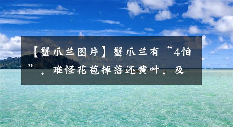 【蟹爪蘭圖片】蟹爪蘭有“4怕”，難怪花苞掉落還黃葉，及時避開花開滿枝頭